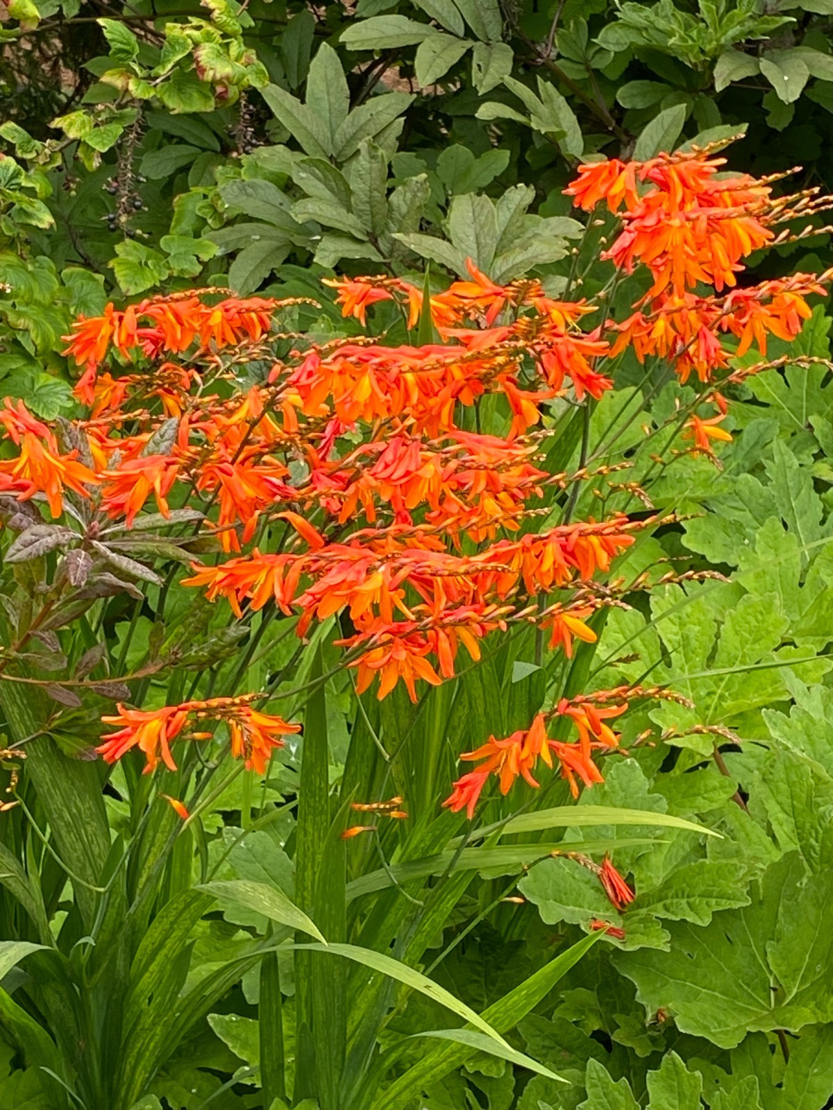 Crocosmia paniculata | Falling Stars | 10 Seeds