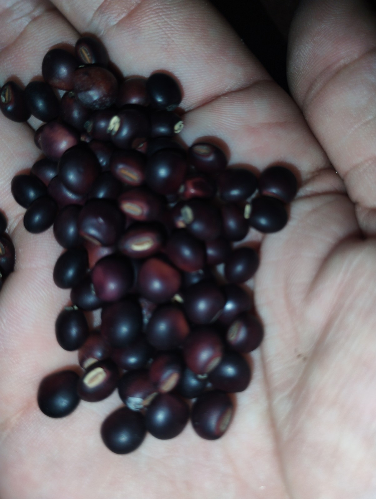 Pigeon Pea Seeds Cajanus Cajan (Red) 2oz Pack 200+ Seeds