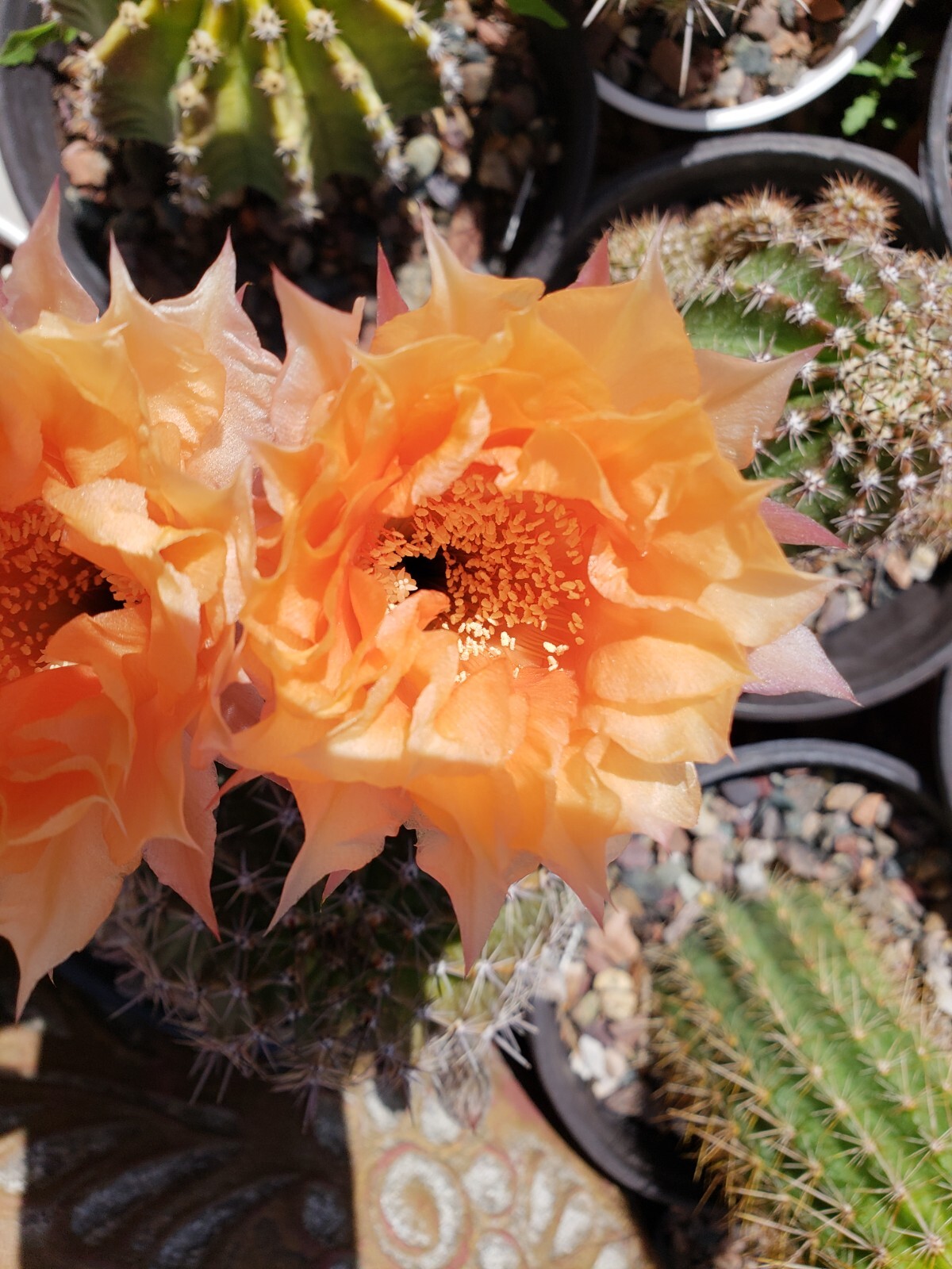 *2026 HARVEST* Echinopsis ‘Orange Cups’ Open Pollinated 50x Seeds