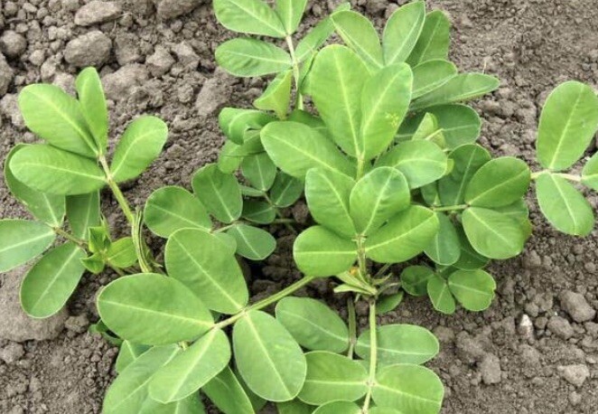 50 Fresh Virginia Bailey’s Ballpark Peanut Heirloom Seeds Skin On Garden Non-GMO