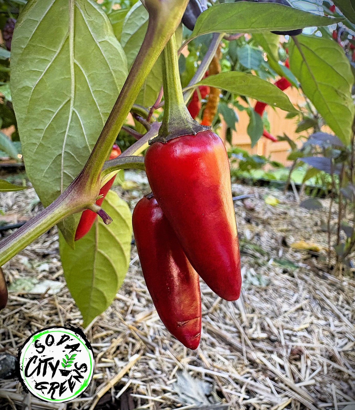 Count Dracula x Orange Fish Pepper Seeds