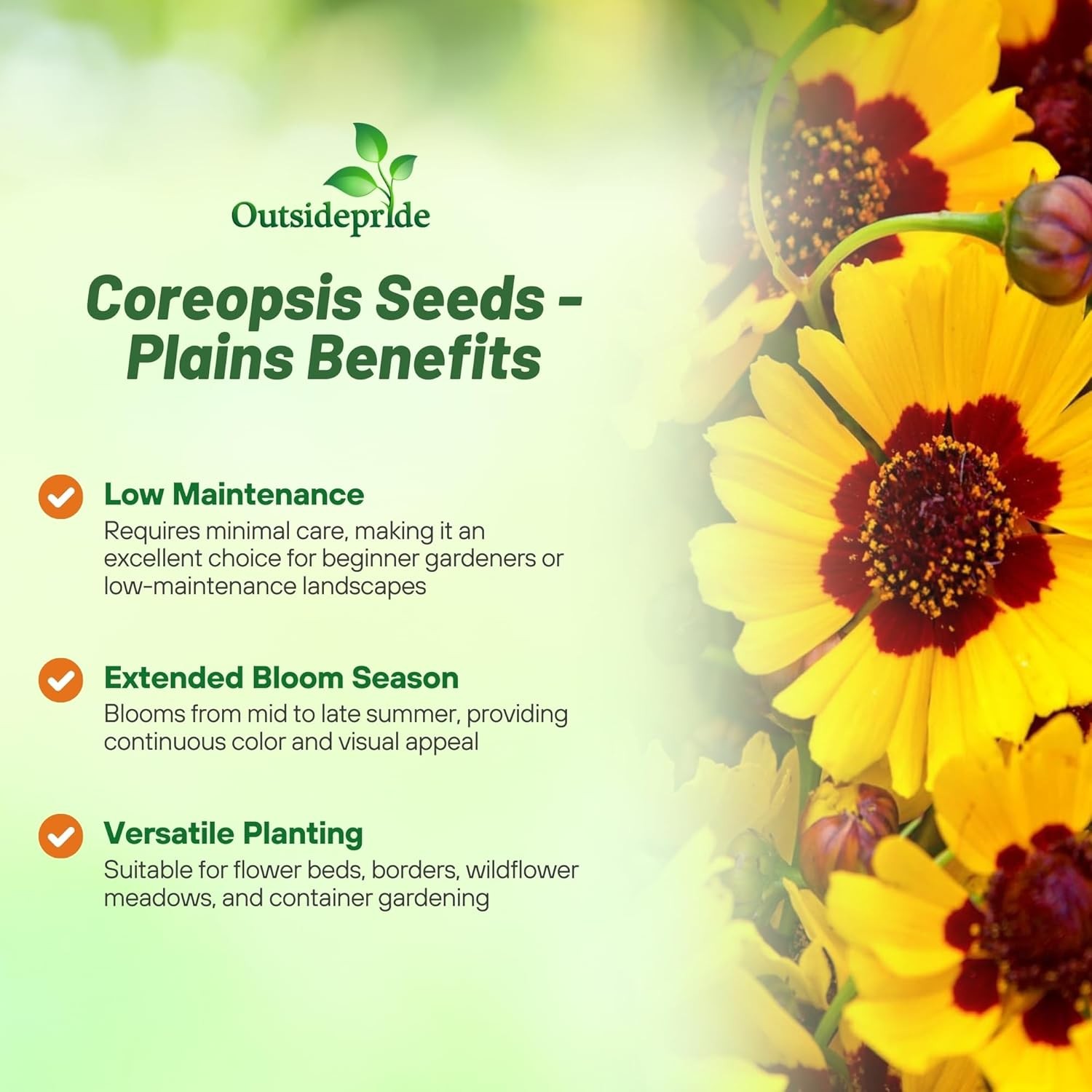 5000 Seeds Plains Coreopsis Drought Tolerant Xeriscape Wild Flower Seeds