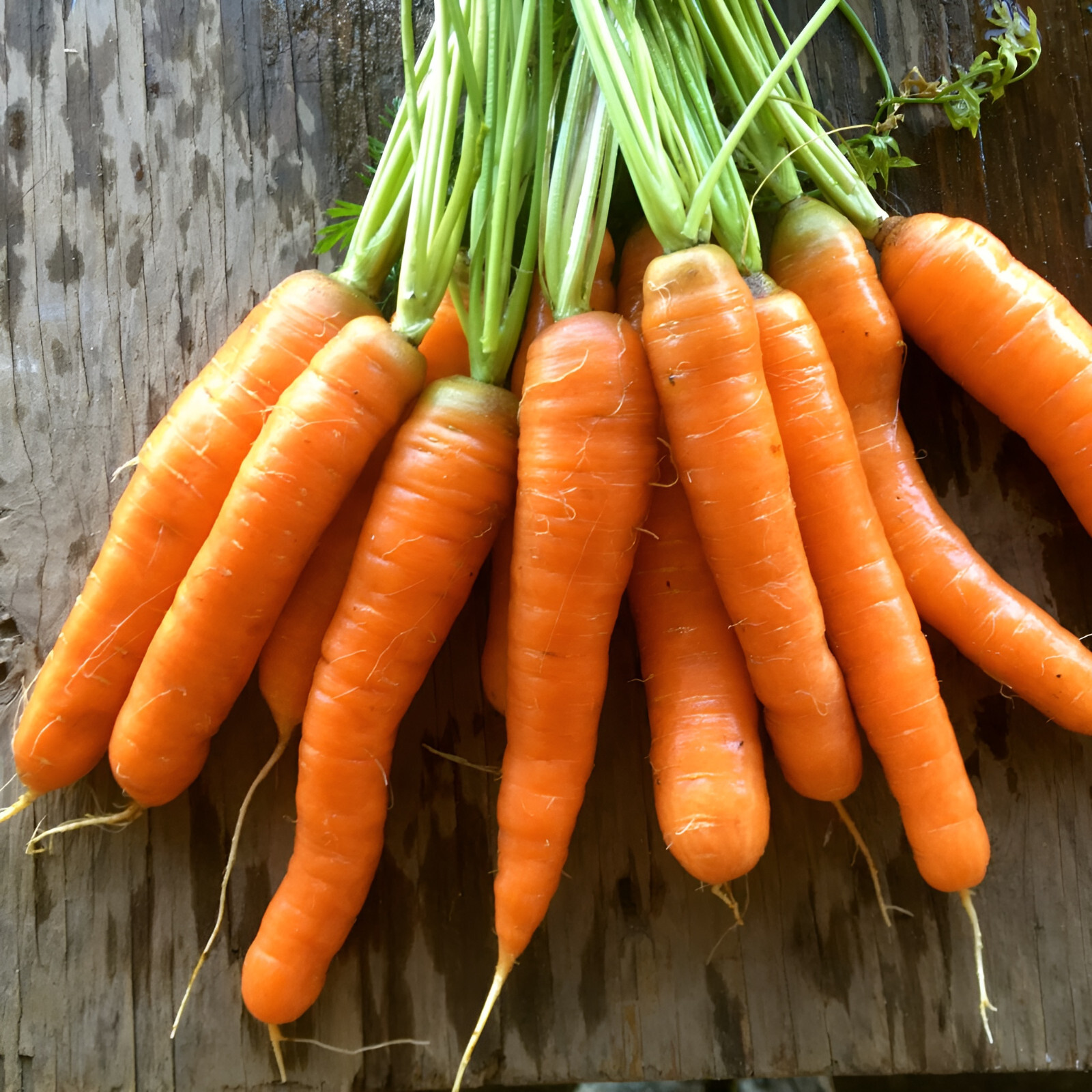 1,000 Heirloom Imperator 58 Carrot Seeds Giant High Yield Fast Growing and Sweet