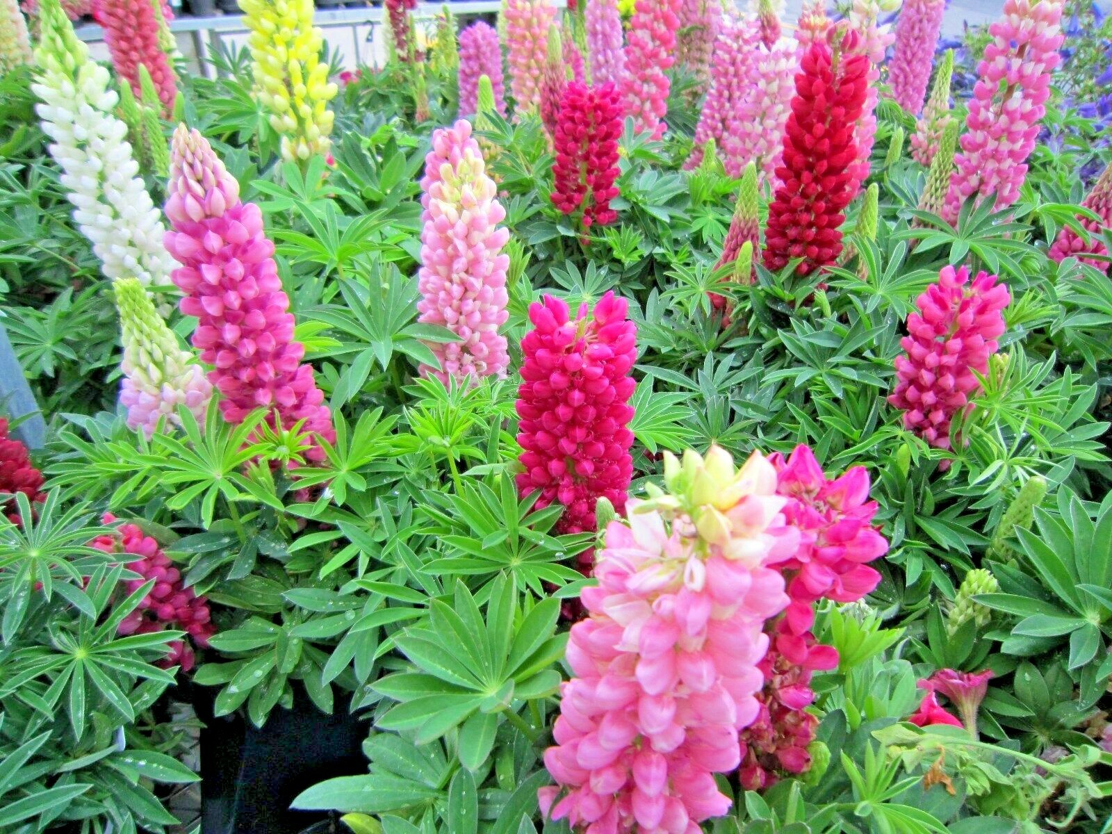 50+LUPINE RUSSELL MIX Seeds Native Wildflower Pollinators Cut Flowers Perennial