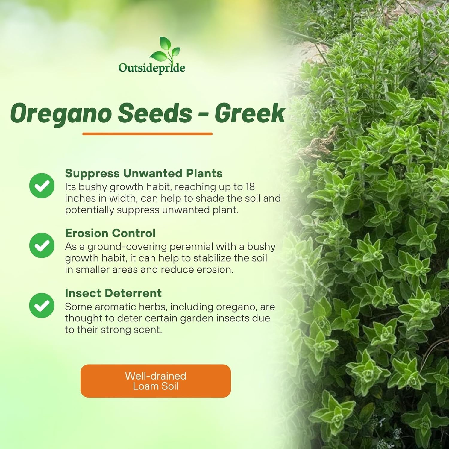 10000 Seeds Oregano Seeds – Drought Tolerant Greek Oregano Herb Xeriscape