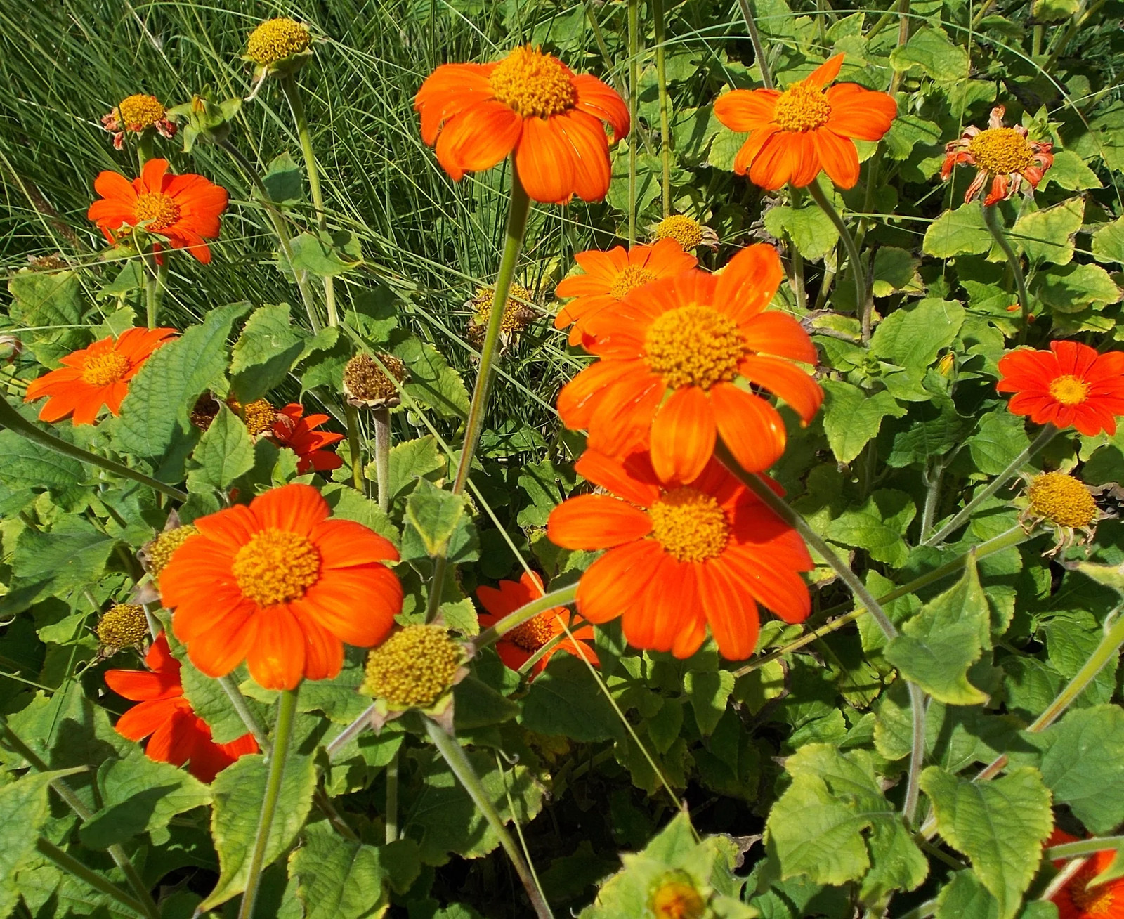 Mexican Sunflower Seeds |Tithonia Red Orange Sun Flower Tropical Plant Seed 2025