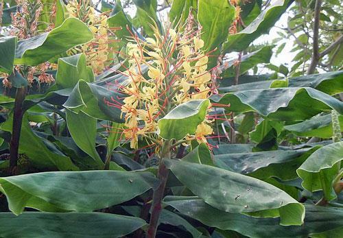 Hedychium gardnerianum | Himalayan Ginger | Kahili Ginger | 5 Seeds