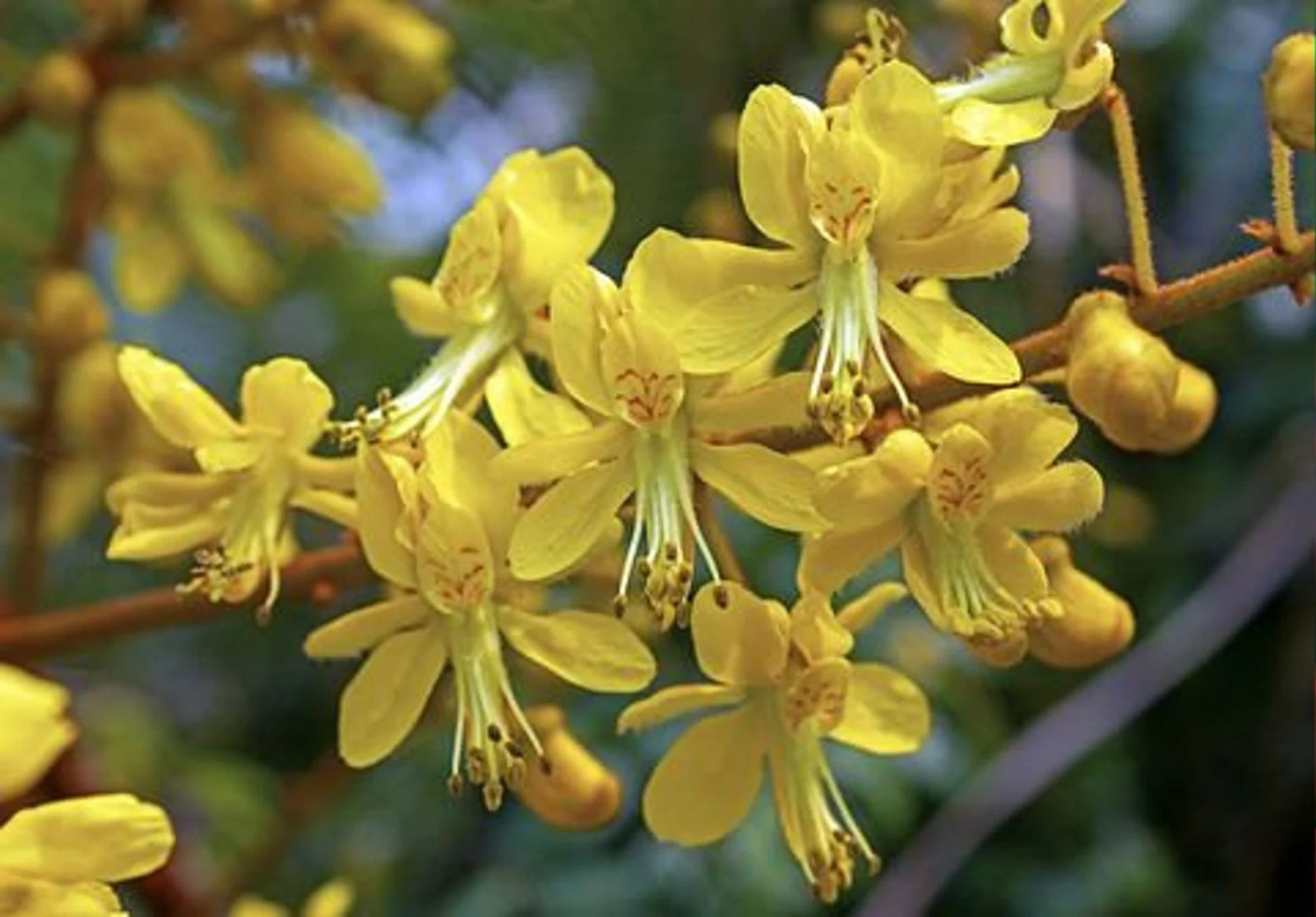 10 All Natural Tropical Seeds -Gray Nicker – Caesalpinia crista