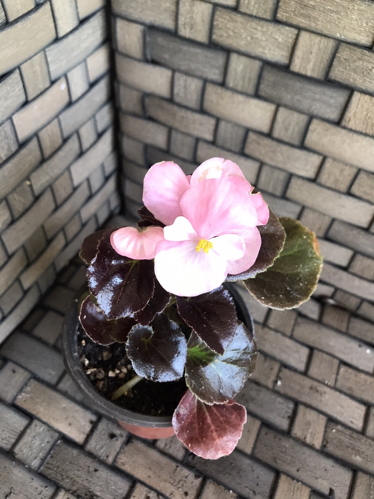 Pink Wax Begonia Live Plant in 3” Pot