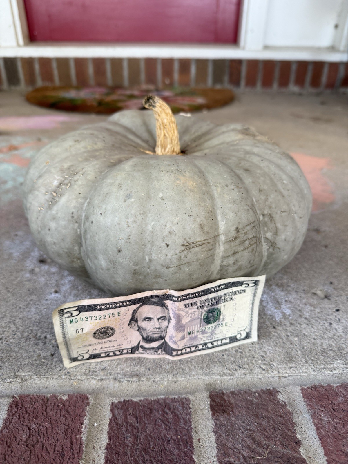 Seeds #20: Gray, green, blue, stacker Pumpkin. (10 ct)
