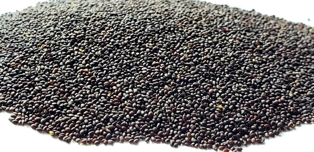 Catnip Seeds Heirloom nonGMO Nepeta Cataria Packed for 2025 Grown Organically