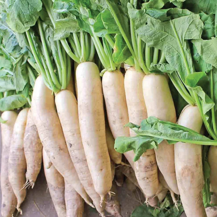 42,000+ Daikon Radish Seeds 1 lb – Non-GMO Cover Crop Seeds Free Shipping USA