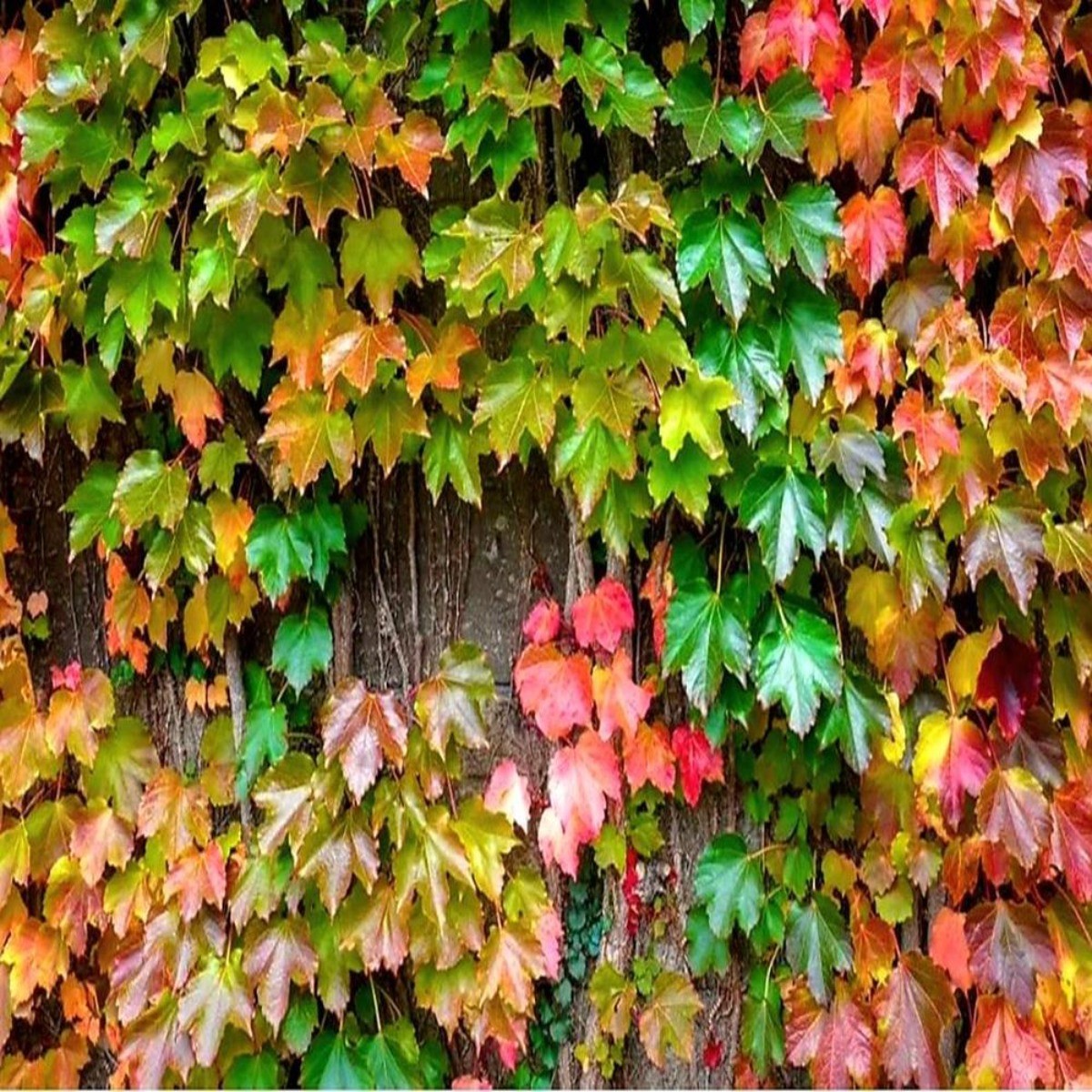 30 Climbing Ivy Seeds for Planting – Easy to Grow Boston Ivy Vine-Fast Shipping