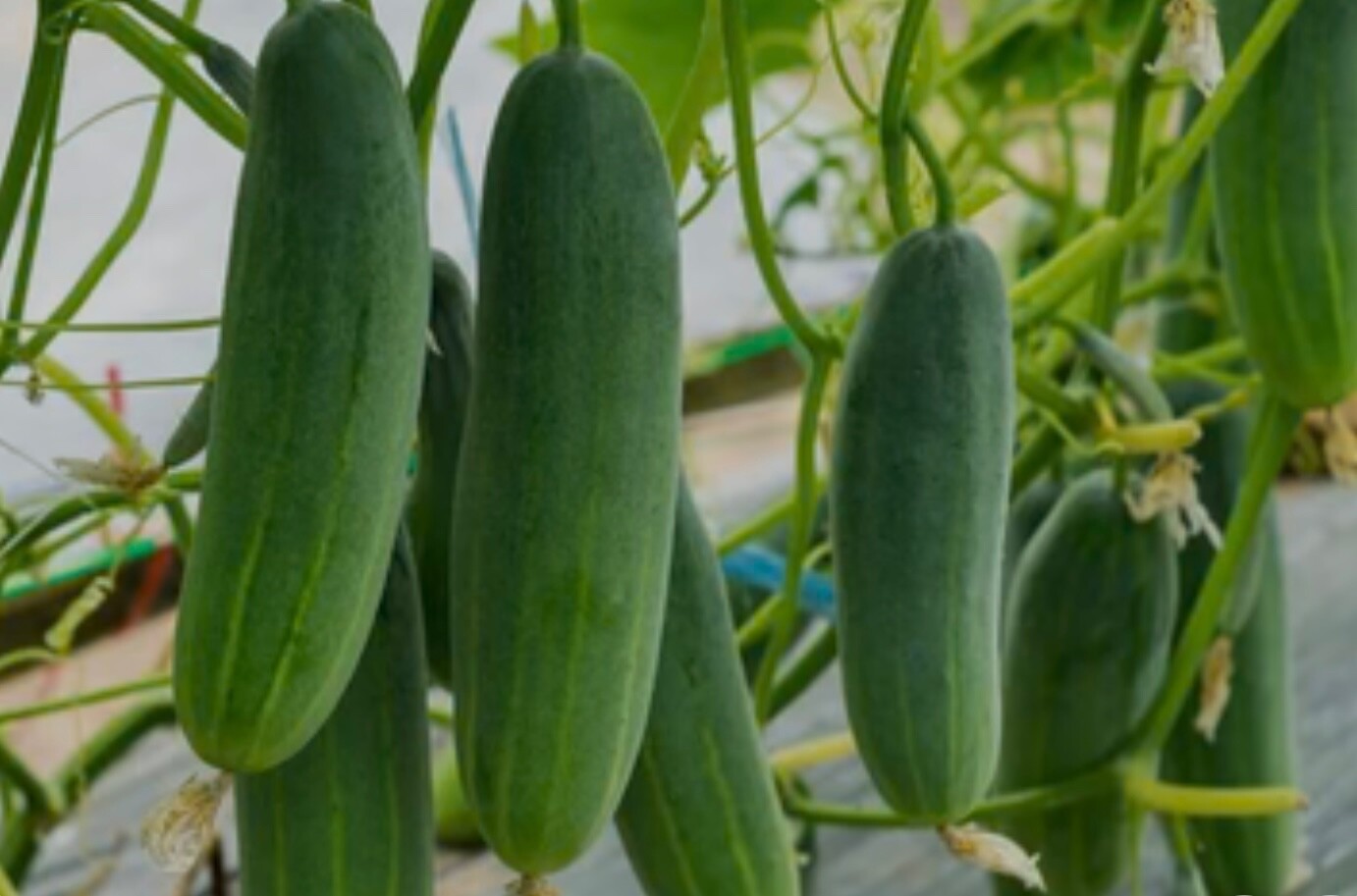 25 Straight Eight “8” Cucumber Seeds, Slicer/Pickle, Organic Fresh 2026 🇺🇸