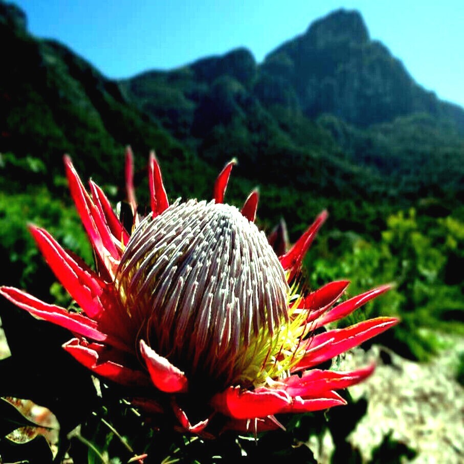 5 KING PROTEA CYNAROIDES SEEDS *GIANT 12″ FLOWERS* Rare Exotic Garden Plant