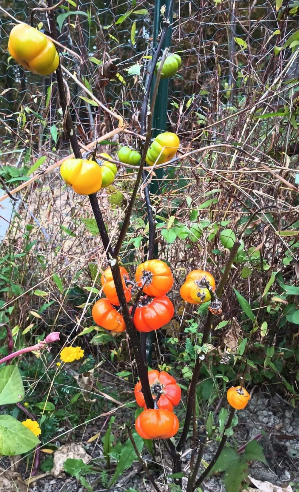 Pumpkin-on-a-stick Seeds (50 seeds), Ornament,Grown in USA. FREE SHIP