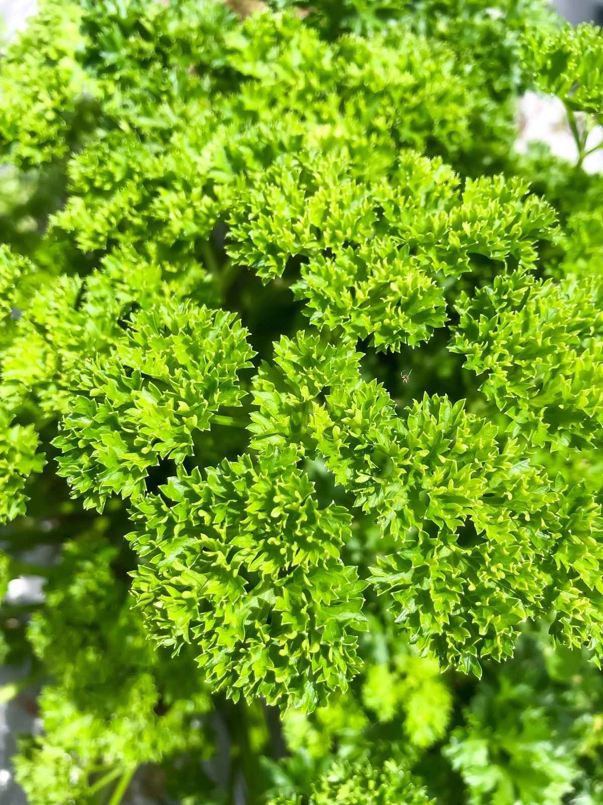 500 FOREST GREEN PARSLEY Petroselinum Crispum Double Triple Curl Vegetable Seeds