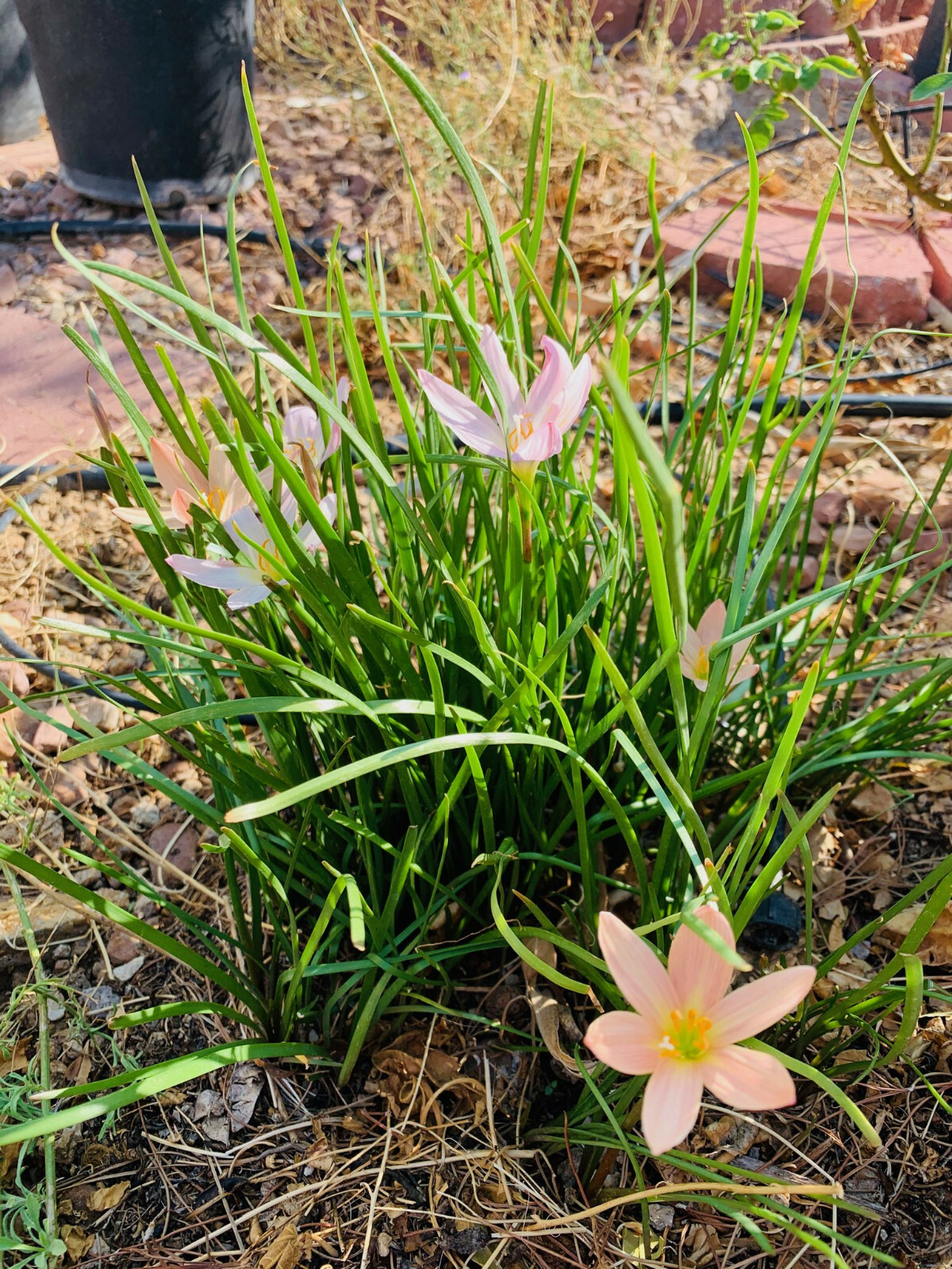 Zephyranthes treatiae Florida Native Fall Pink Flowers Grass Bulb Plant 6 Bulbs