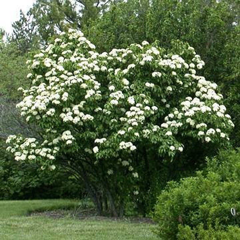 Nannyberry Shrub in 3 gal Pot Vibernum lentago Fall Color, Edible, Antioxidant