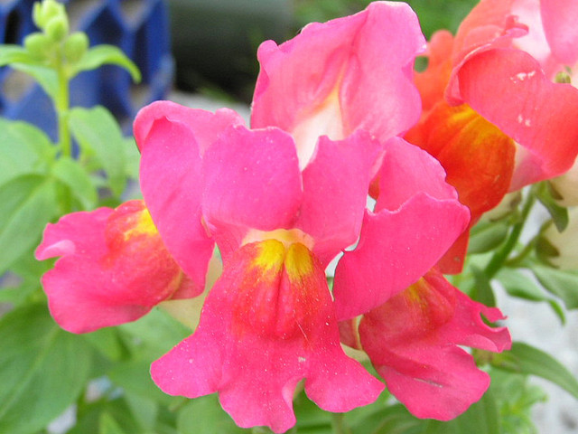 Snapdragon Seeds, Antirrhinum majus Maximum, (Mixed Colors)