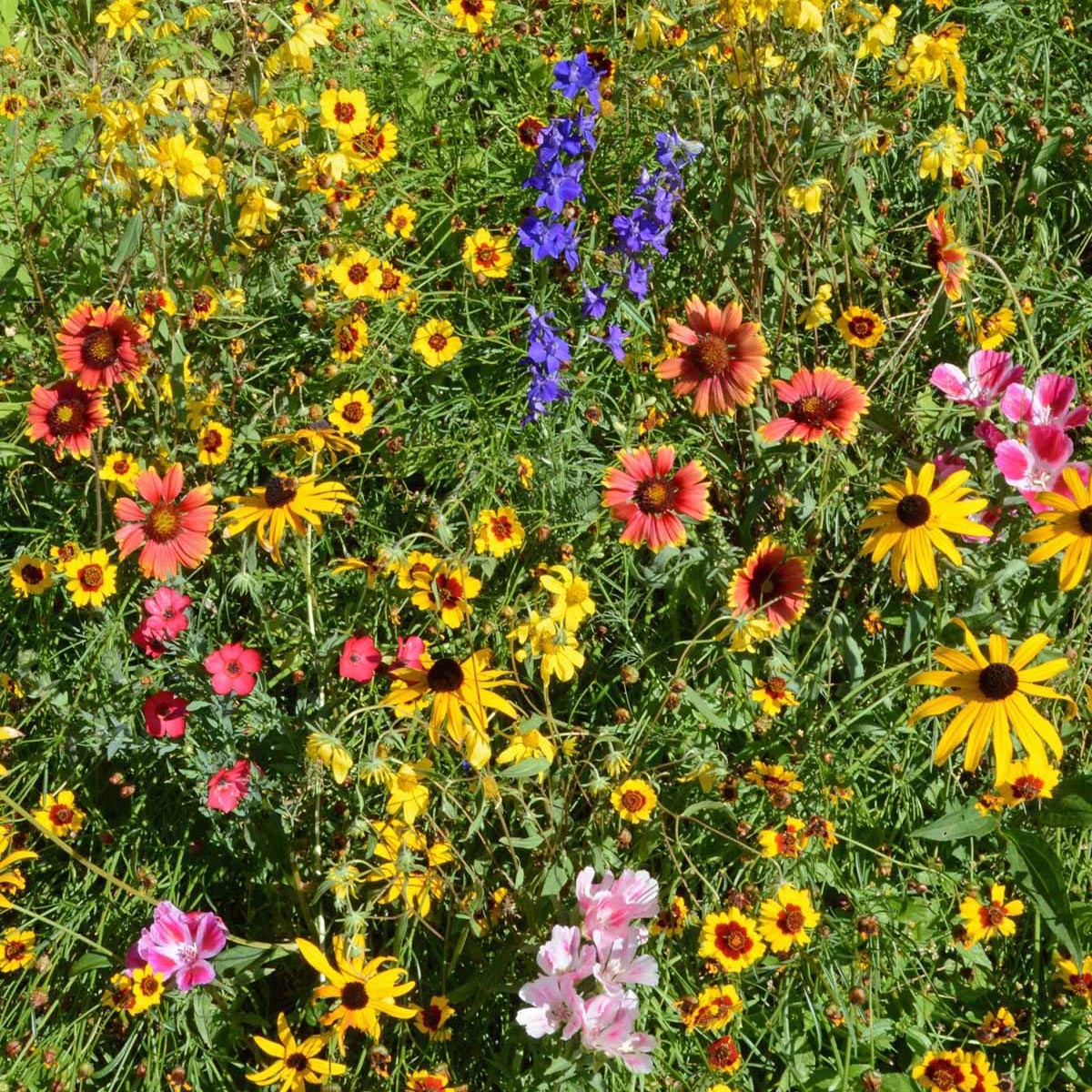 1 LB Mountain wild flower seed mix from Outsidepride.