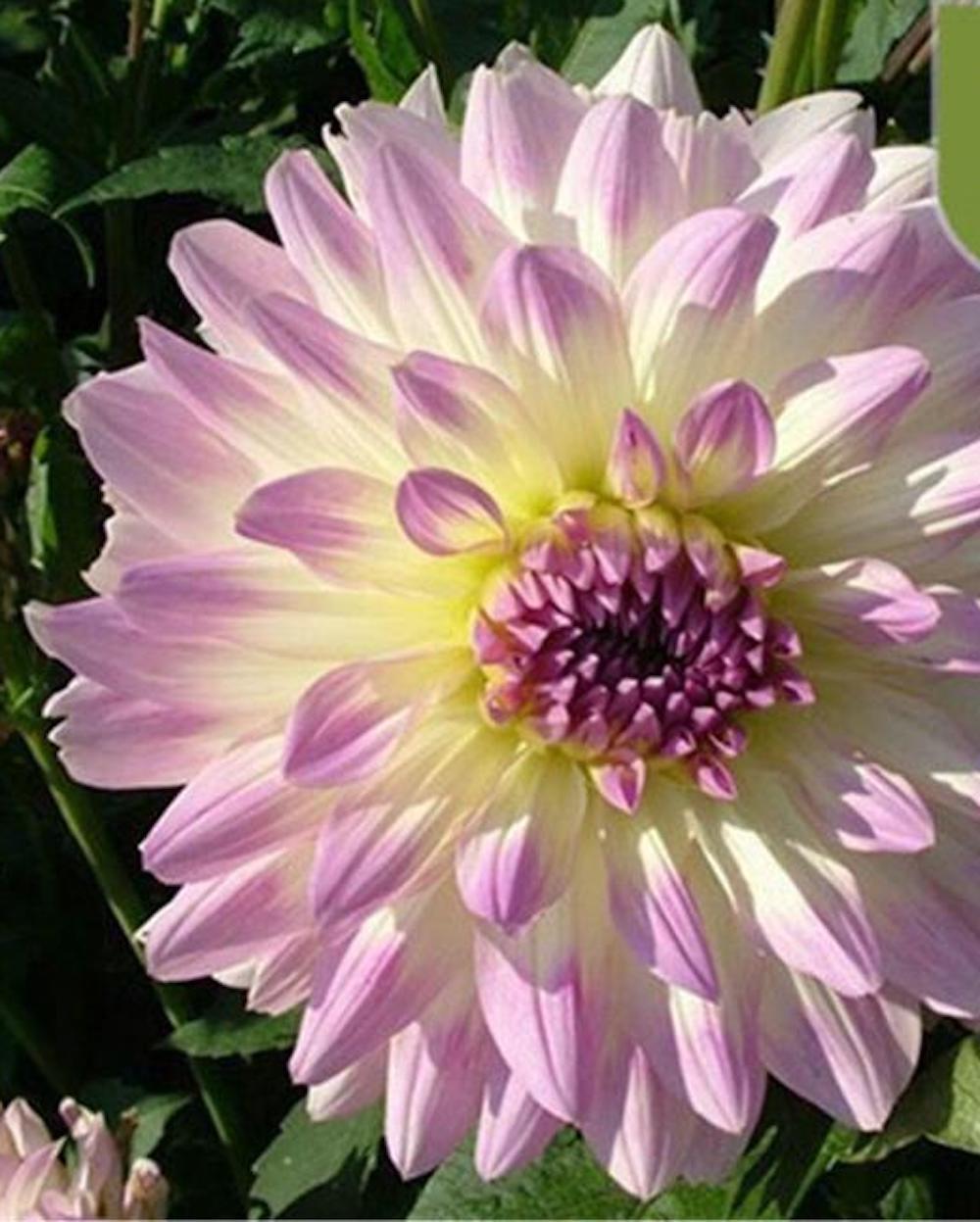 20 SEEDS DAHLIA blossom flowering bud rare bloom exotic garden plant 18 colors