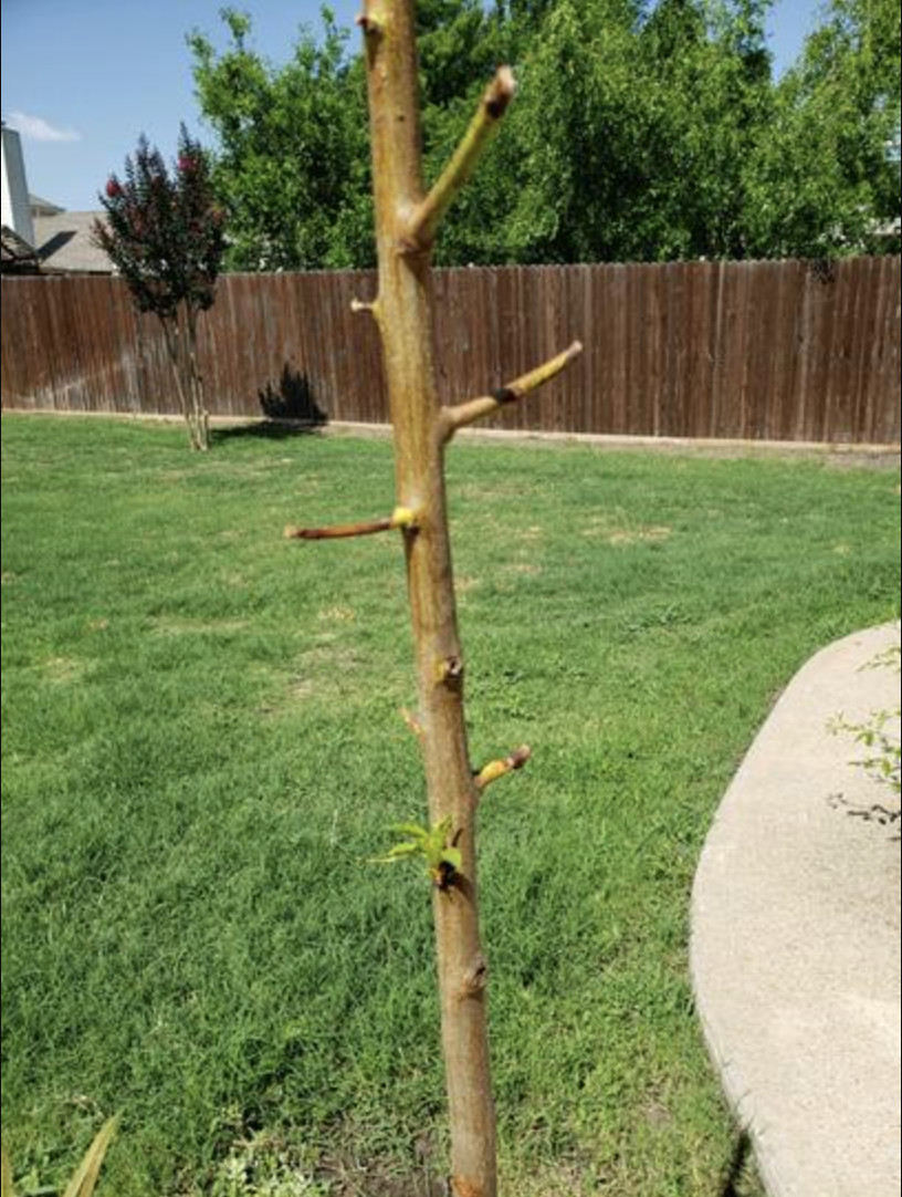 Independence Nectarine Bare-Root Tree 3-4 Feet Tall