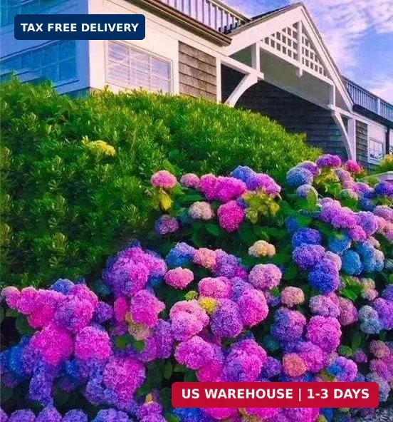 35pcs Blue Pink Purple Hydrangea Seeds – Stunning Perennial Flowers for Colorful