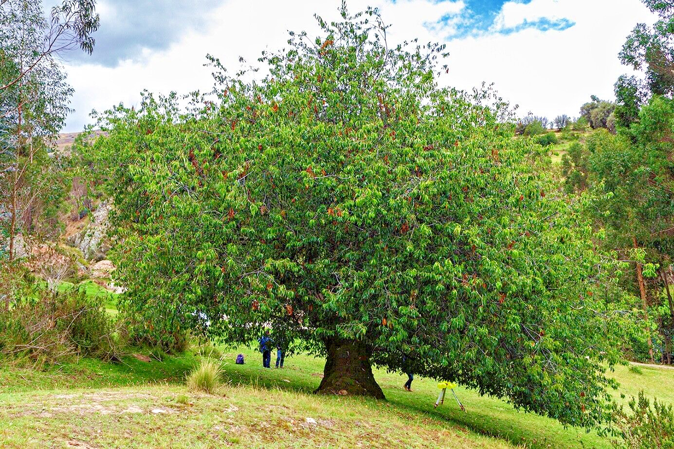 Wild Black Cherry Tree | Premium Seeds | Prunus serotina ‘Spring’ | Plants’®