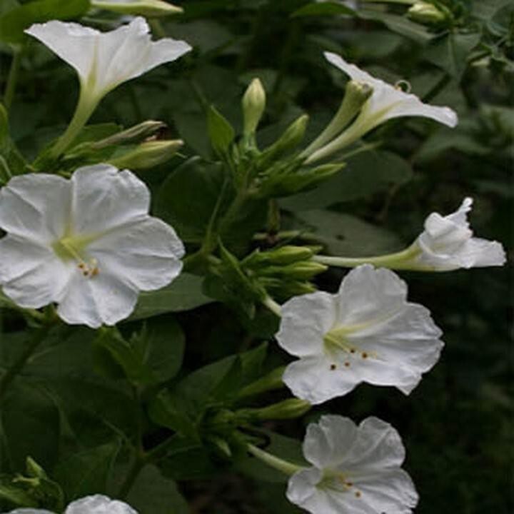 Wonderful Four O’Clock – White- (Mirabilis Jalapa )- 50 Seeds