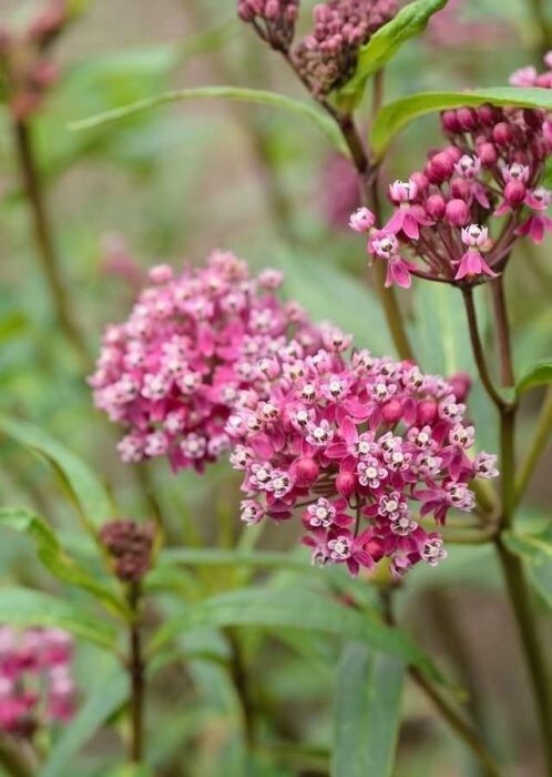 Milkweed TROPICAL Bloodflower Asclepias Monarch Butterfly Host Plant 100 Seeds