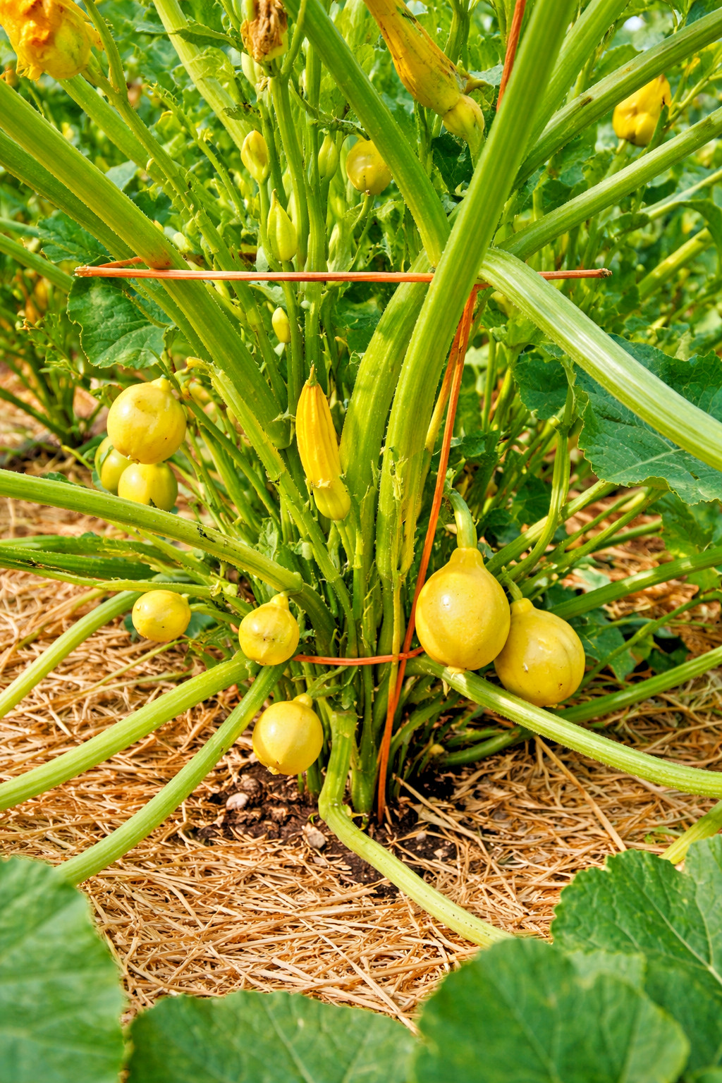 10 Rare Lemon Squash Seeds, Heirloom, Non-GMO, Genuine USA