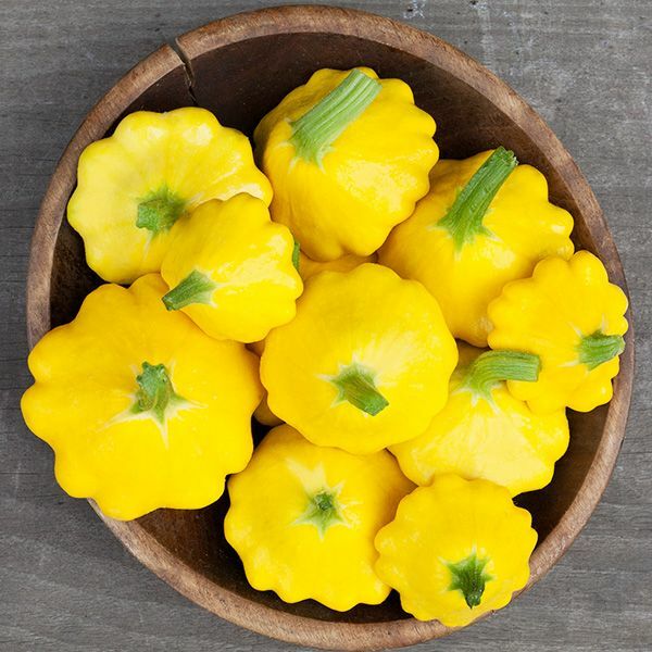 75 PATTY PAN SCALLOP YELLOW BUSH SUMMER SQUASH FRESH HARVEST FOR 2024 GARDENS