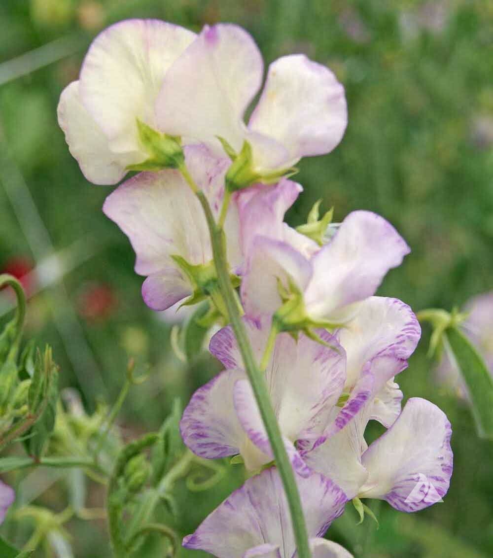 Sweet Pea HIGH SCENT Vine Most Fragrant and Bi-Colored Flowers Non-GMO 50 Seeds!
