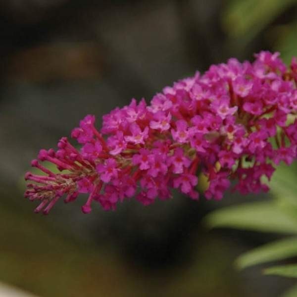 Butterfly Bush Starter Plant /Buddleja Davidii Buzz Well-Rooted Plug