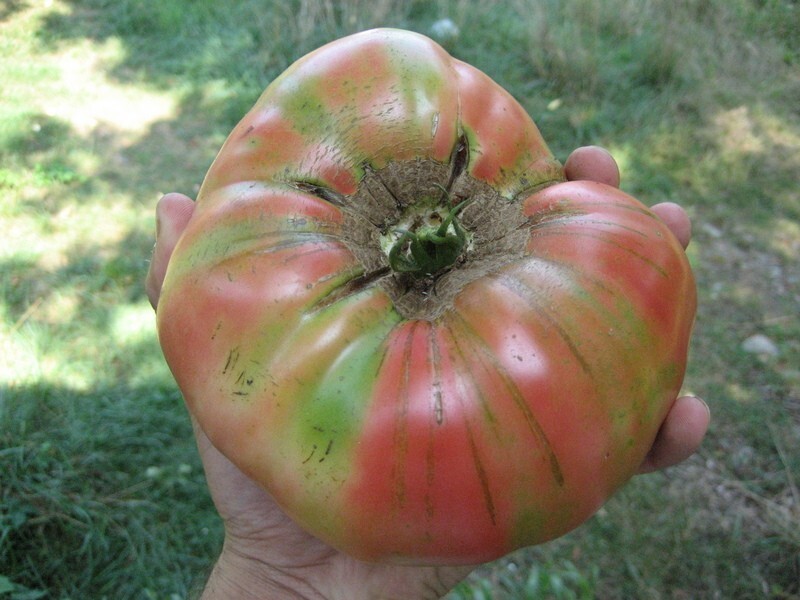 300,000 Heirloom Seeds, Preppers, Survivalist Cache 50 Variety with Sprouts