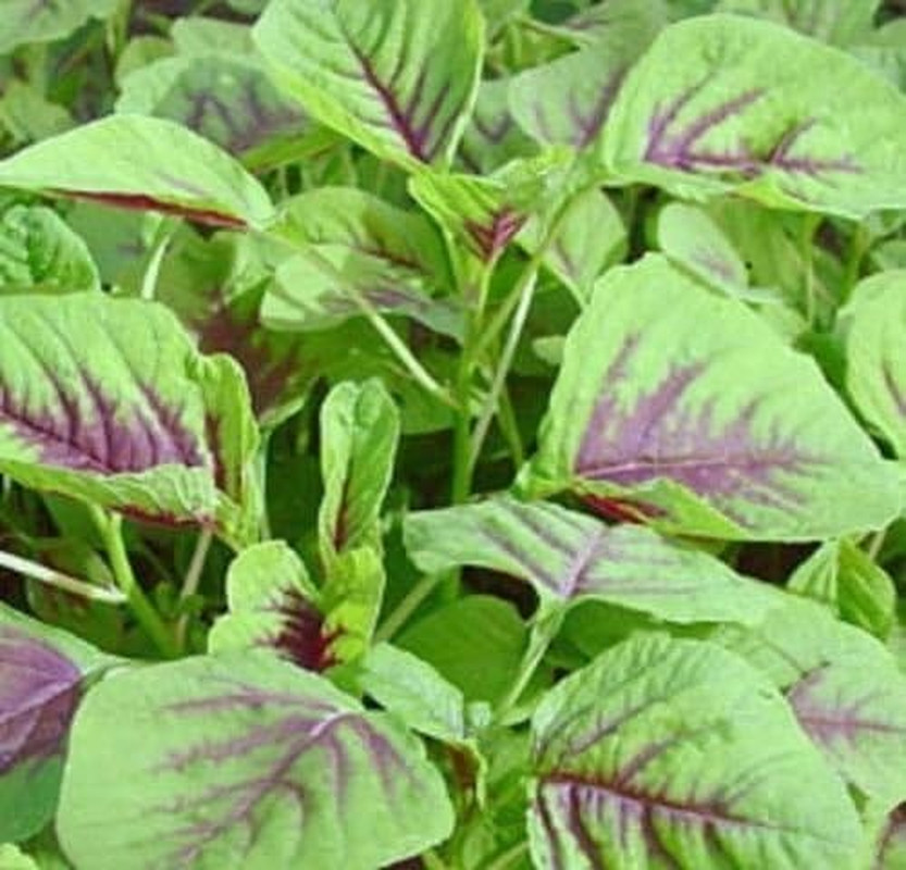 350++ Red Amaranth Seeds, Chinese Spinach Seeds Amaranth, Yin Cho or Callaloo