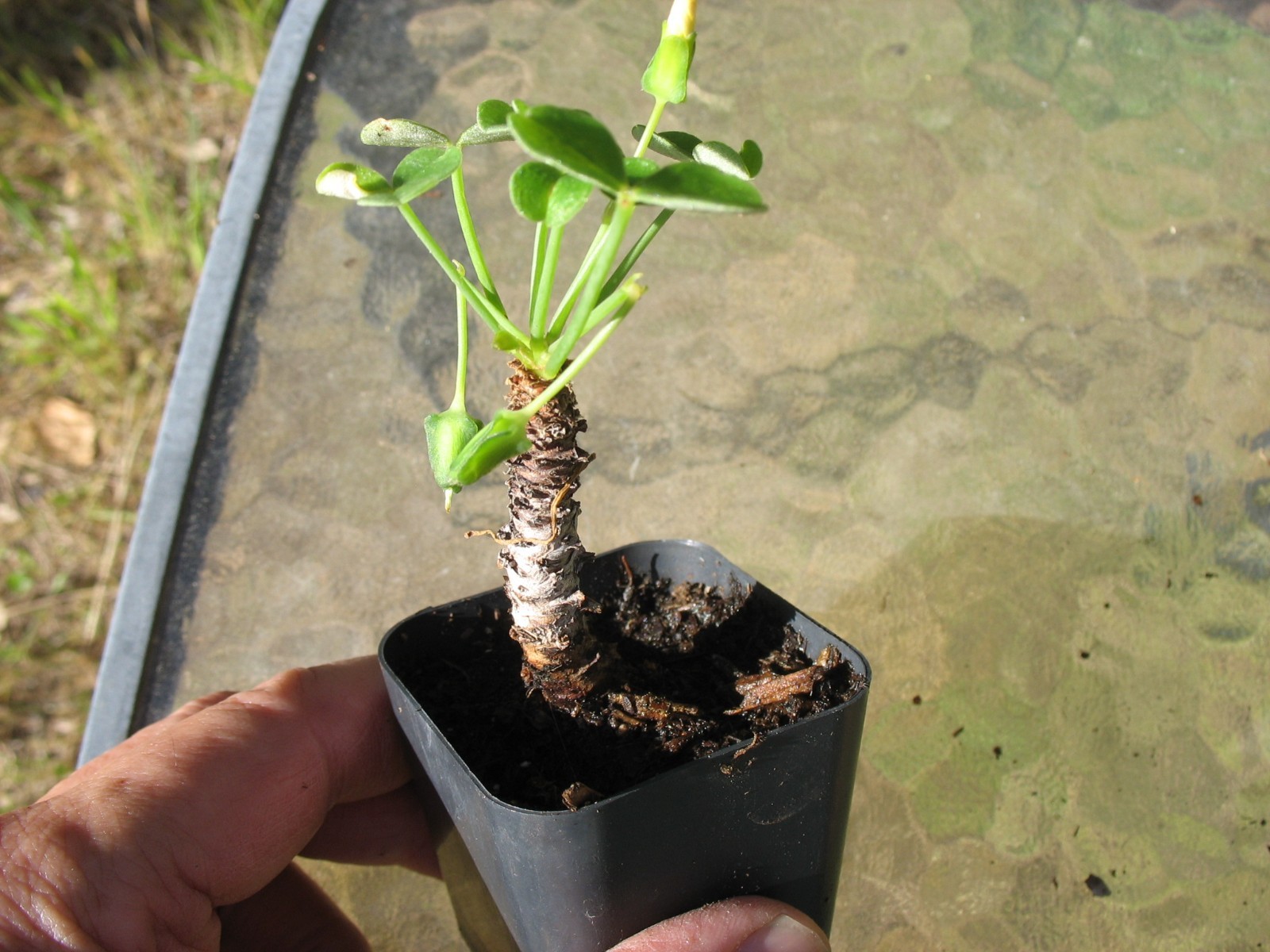 Bonsai Sorrel ~ Oxalis carnosa Caudex Caudiciform megalorrhiza 2″ pot #1