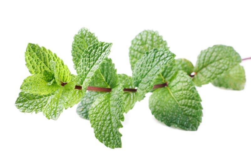301+SPEARMINT Seeds Organic Herb Mint Tea Patio Container Vegetable Garden Easy