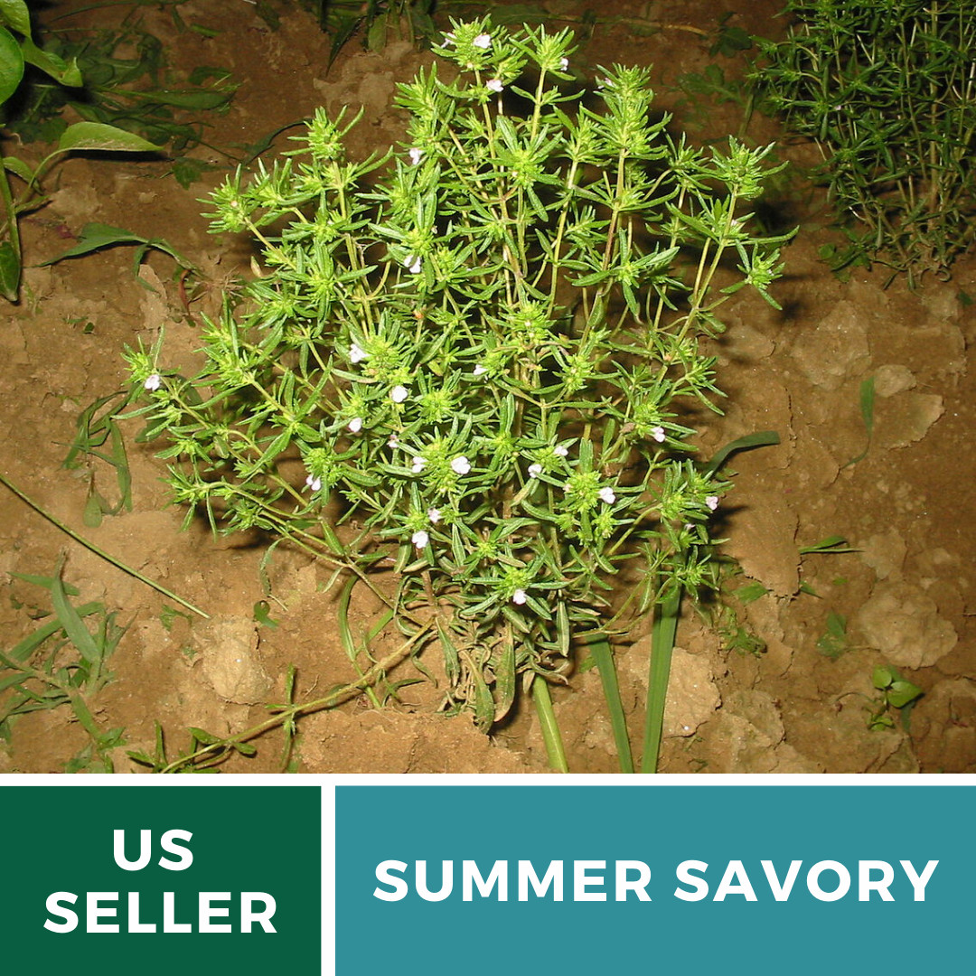 Savory, Summer – 100 Seeds – Culinary & Medicinal Herb (Satureja Hortensis)