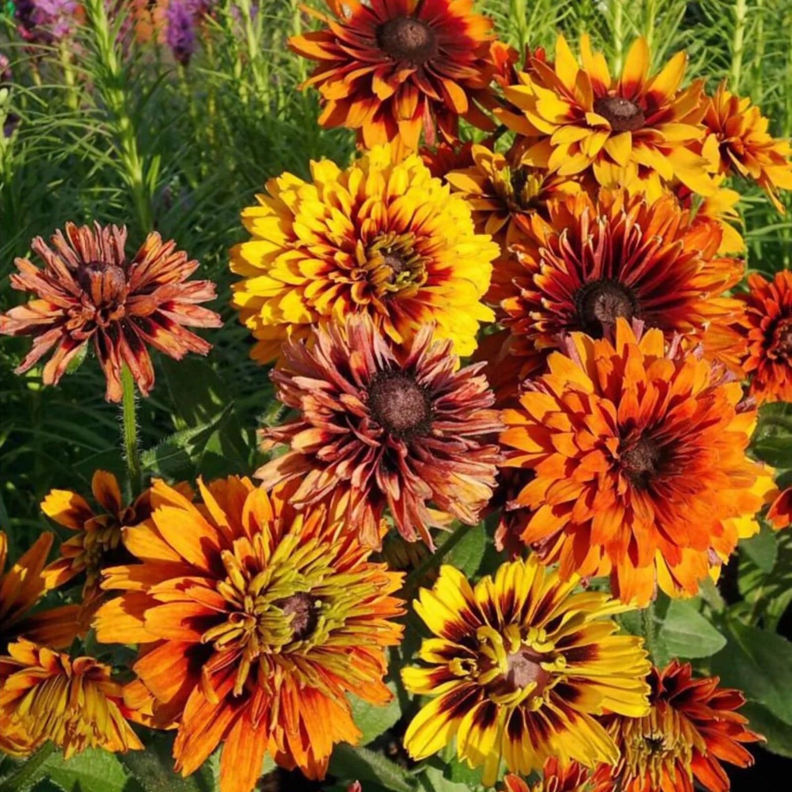 300 Seeds Cherokee Sunset Rudbeckia Hirta Seeds PerennialFlower Seeds for Pla…