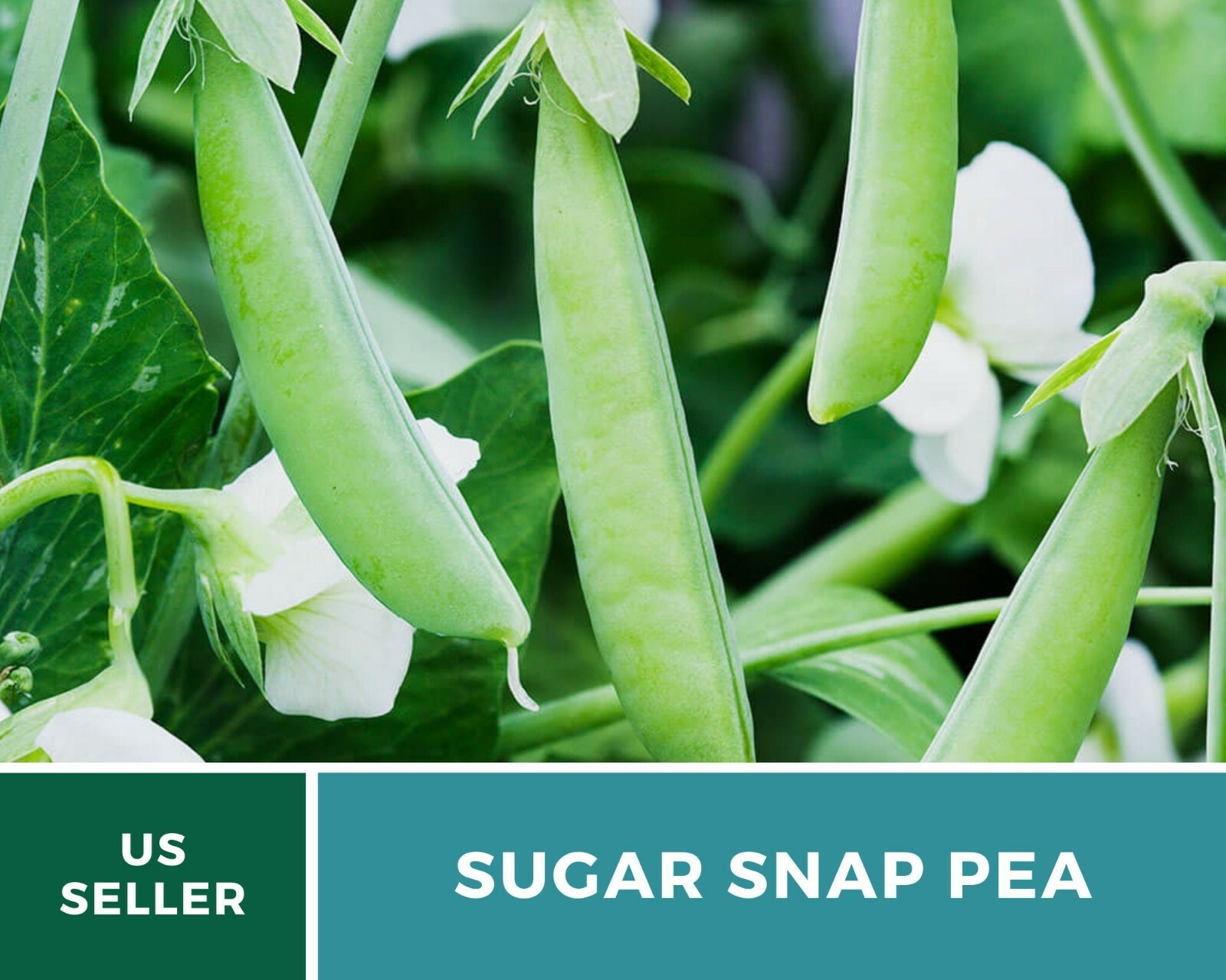 Peas, Sugar Snap – Heirloom Seeds – Sow Spring for midsummer or Summer for Fall