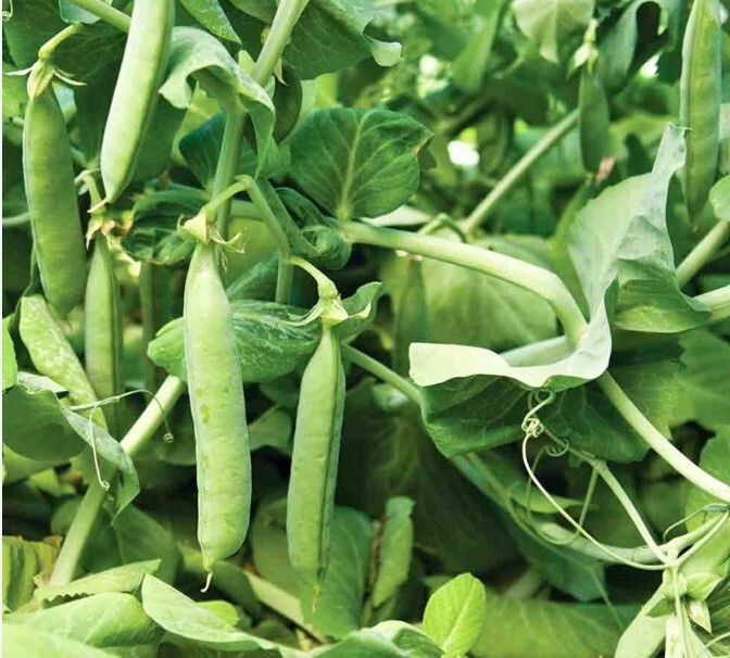 30 Count Mammoth Sugar Snap Pea – Non-GMO / Heirloom