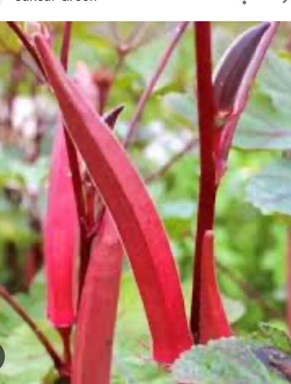 Red Burgundy Okra Seeds, NON-GMO, Heirloom, FREE SHIPPING 150+ Seeds