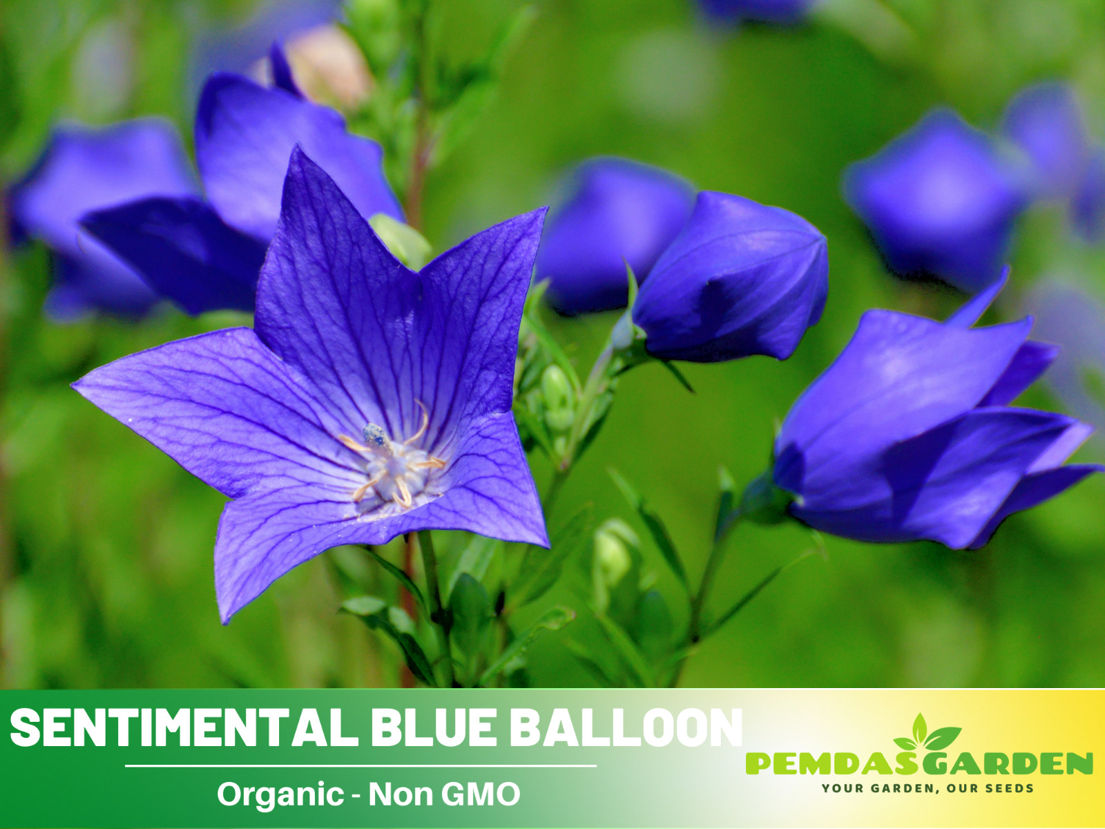 60 seeds| Blue Balloon Flower (Platycodon grandiflorus) Herb seeds #6005
