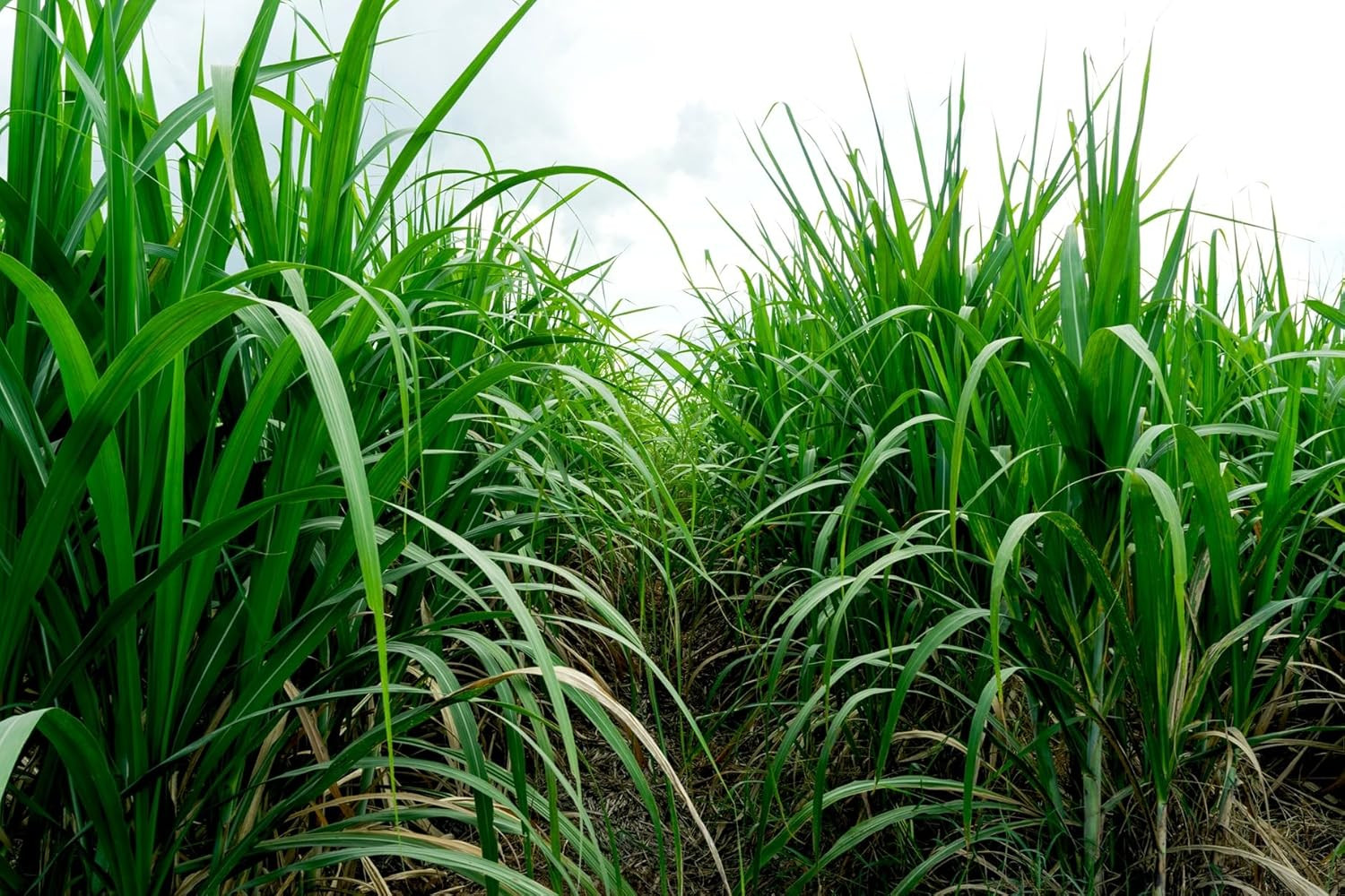 Elephant Grass – 100 – Tallest Grass in the World