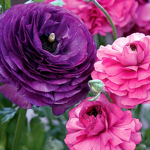 Ranunculus Purple Pink Mix Flower Bulbs 20 Corms Peony Rose Bulb Wedding Flowers