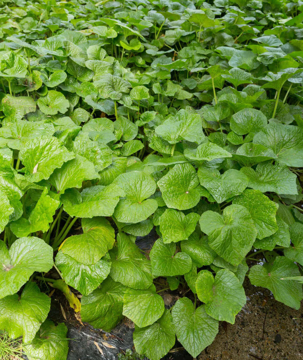 Wild Ginger – 5 Root Divisions