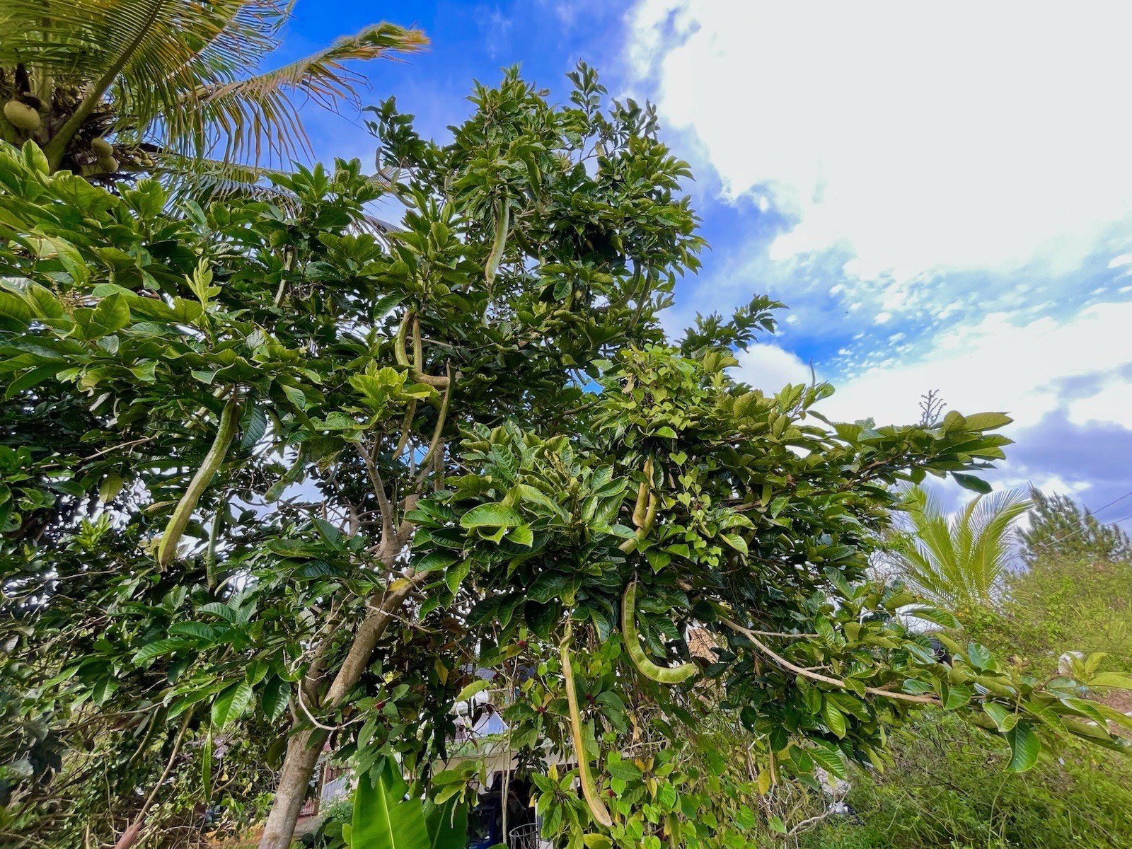 Inga spectabilis Plant 6-8 Inches (Ice Cream Bean) Live Tropical Tree 🌿🍦