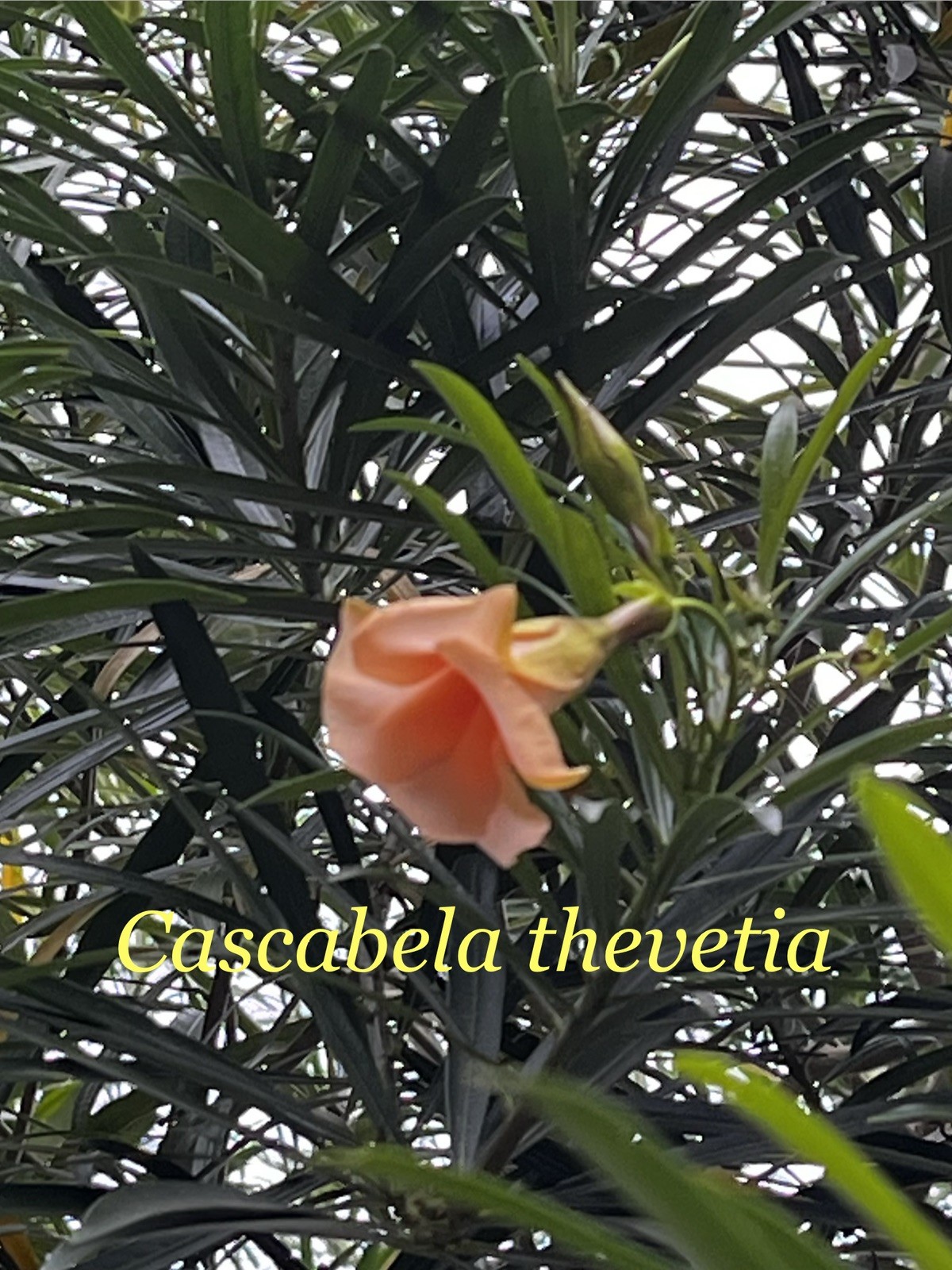 5x seeds – Lucky Nut, Yellow Oleander, Cascabela thevetia